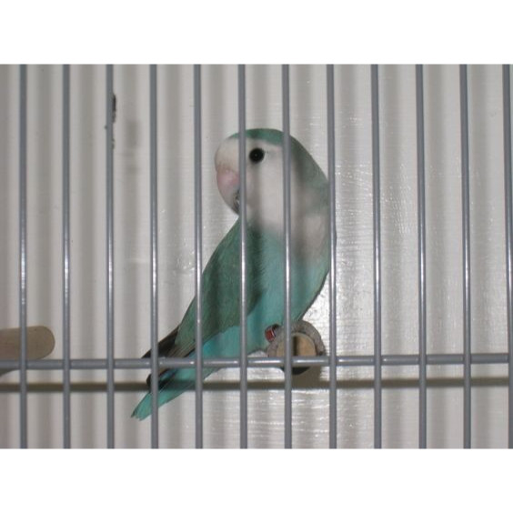 Burung Lovebird Non Klep Biru
