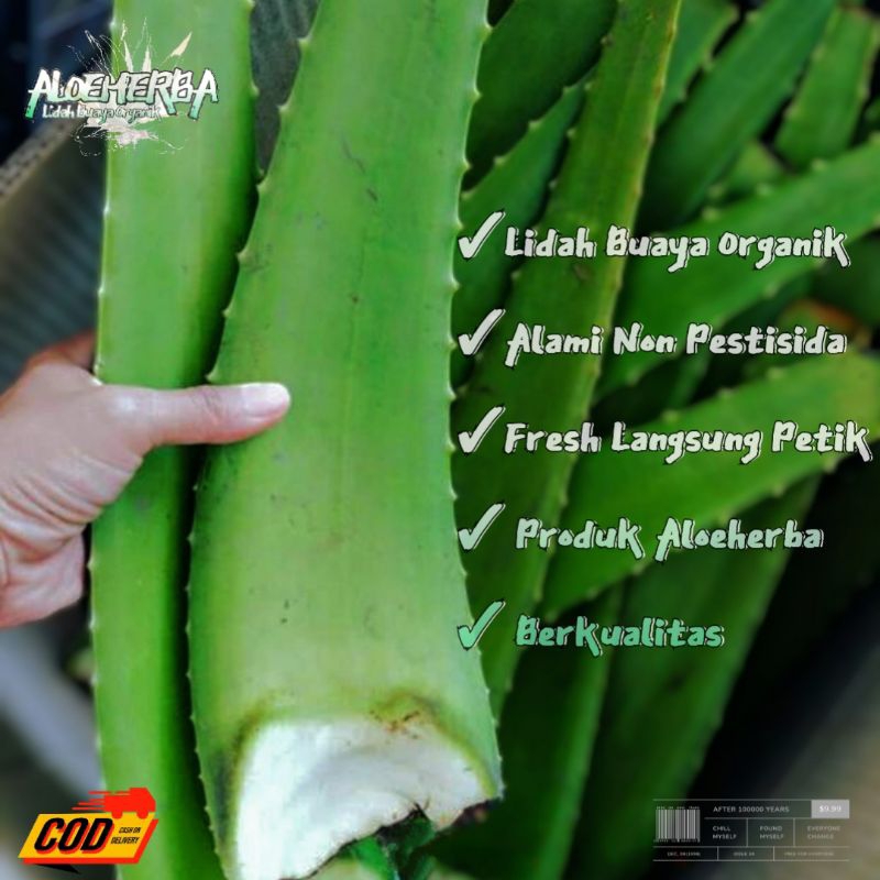 

PELEPAH LIDAH BUAYA PONTIANAK JUMBO SEGAR ALAMI ( Non Pestisida )