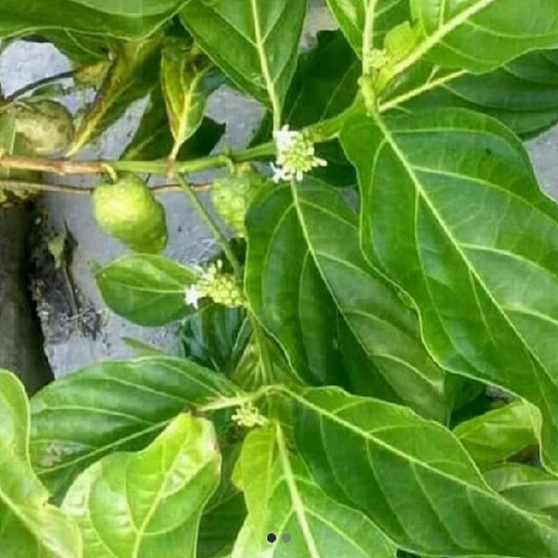 

1KG DAUN MENGKUDU SEGAR