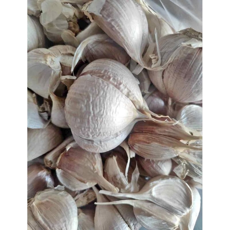 

Bawang Putih Kating