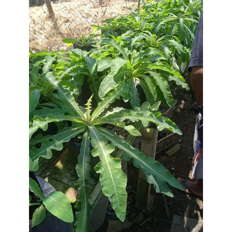 

lalapan mentah daun tempuyung muda,lalapan Fress segar super renyah daun tempuyung