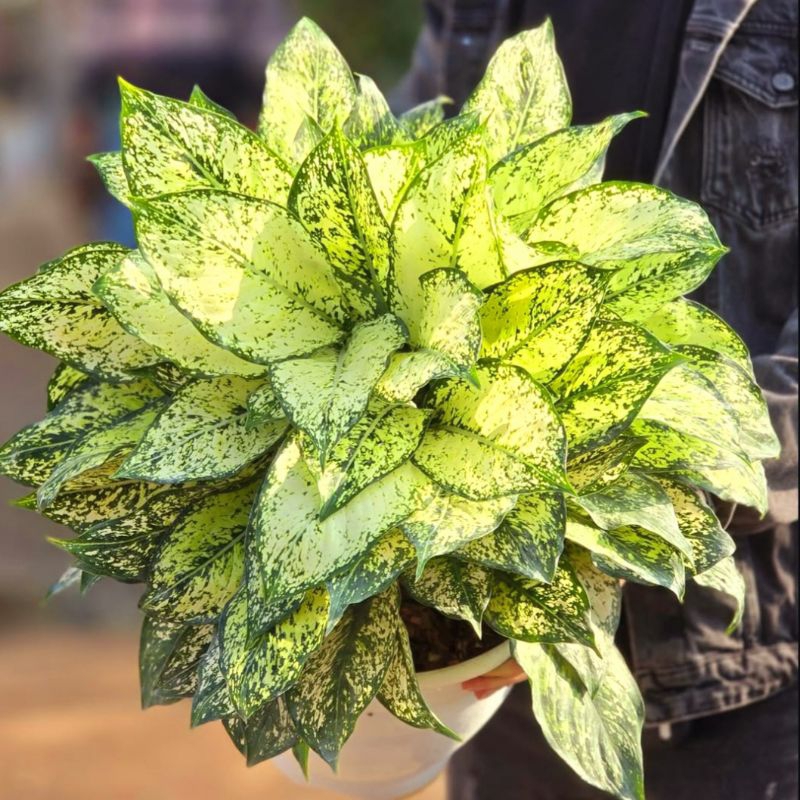 Tanaman Hias Aglonema Snow White Rimbun Tanian Lokal / Aglonema Merah / Tanaman Hias Bunga Aglaonema