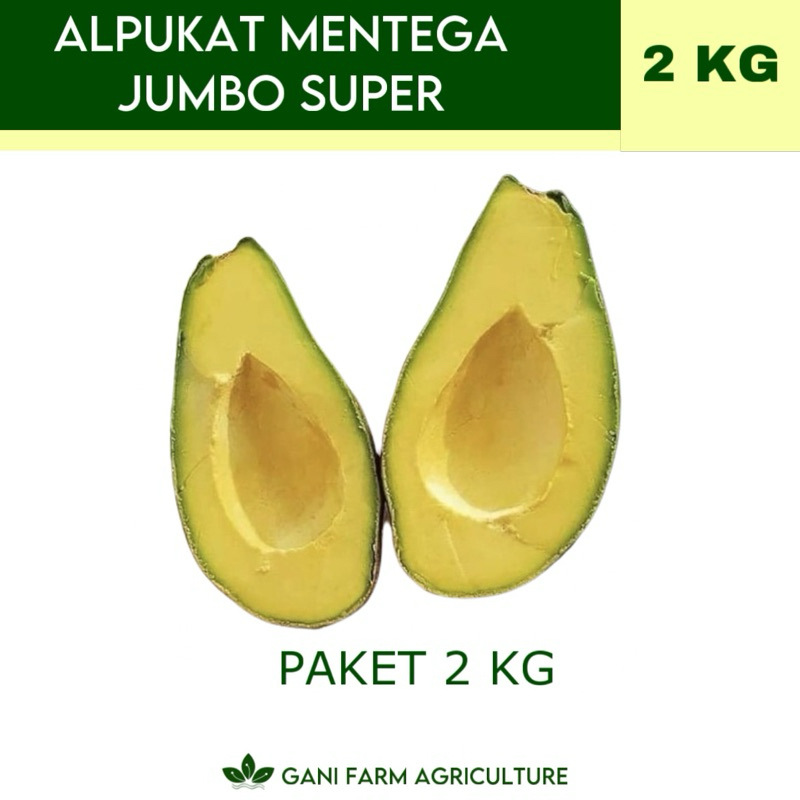 

Alpukat Mentega Jumbo Super (PAKET 2 KG) GARANSI