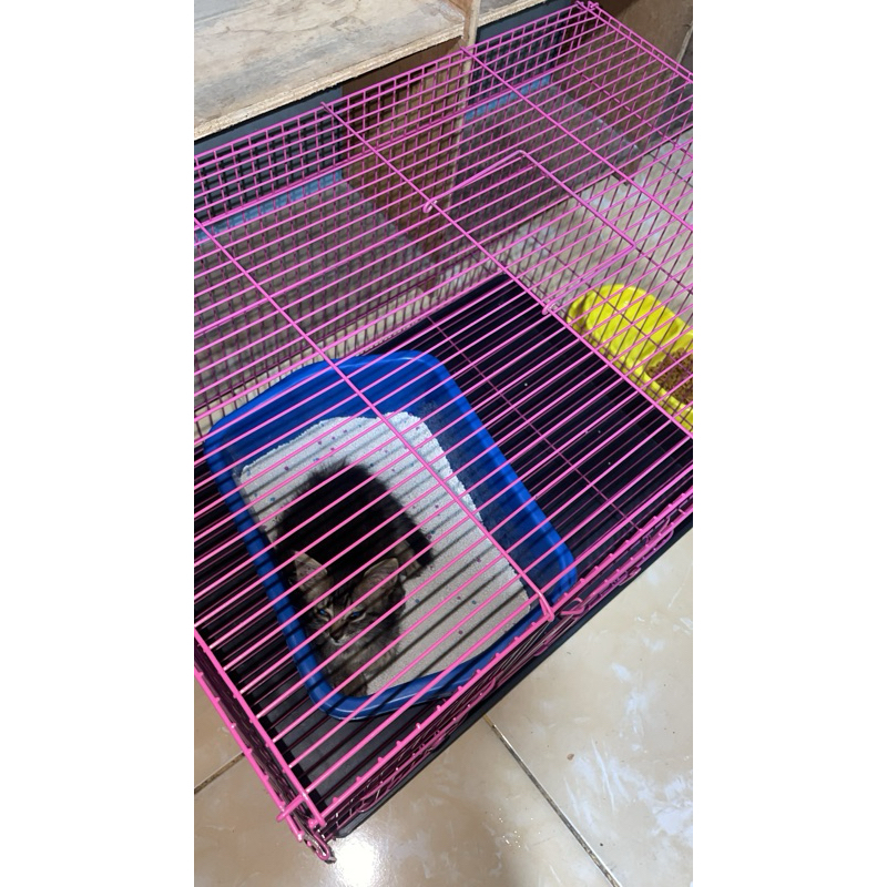 kandang kucing (preloved)