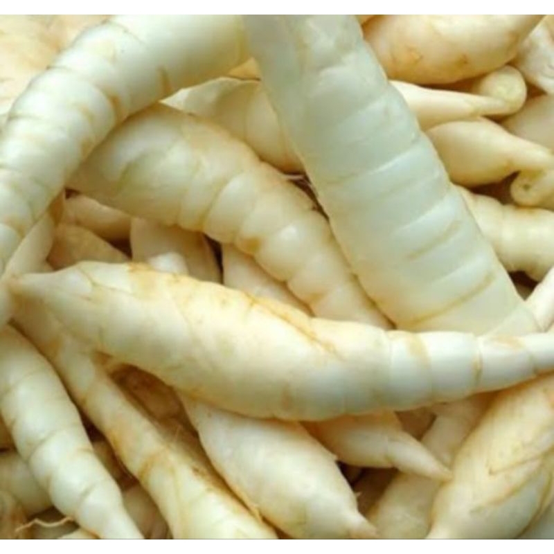 

umbi garut/ubi garut 1 kg