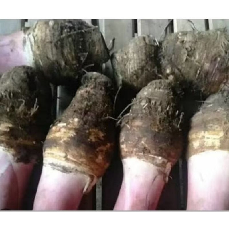 Bibit talas hitam bibit talas wulung 500 gram