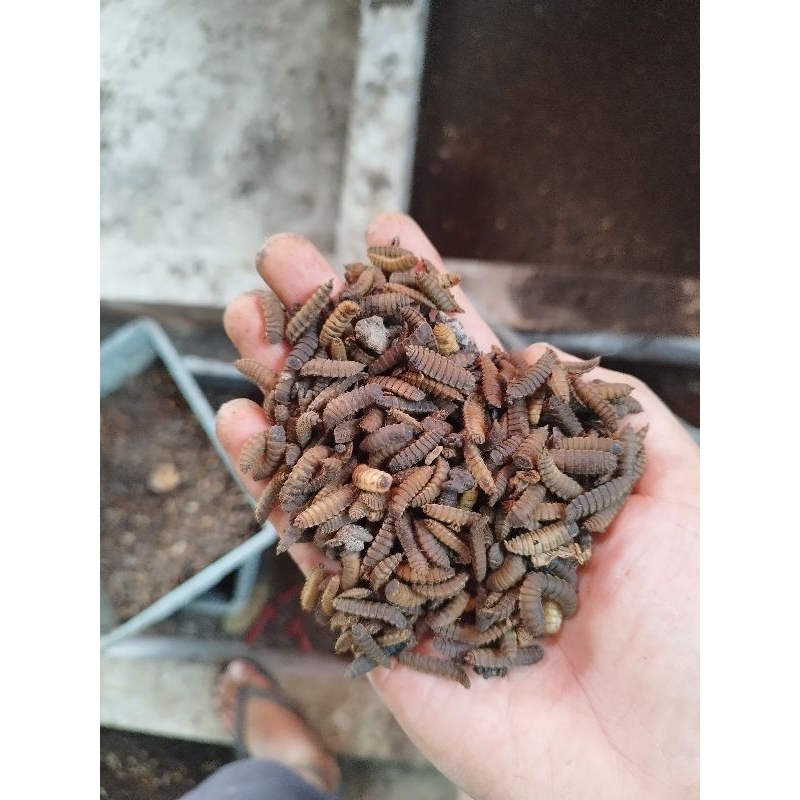 1 kg Pupa maggot bsf by maggotda