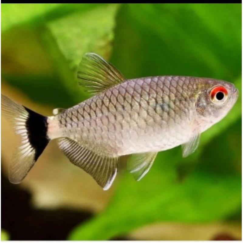 

HIASAN AQUARIUM/MANOSA RED EYE BIANGAN