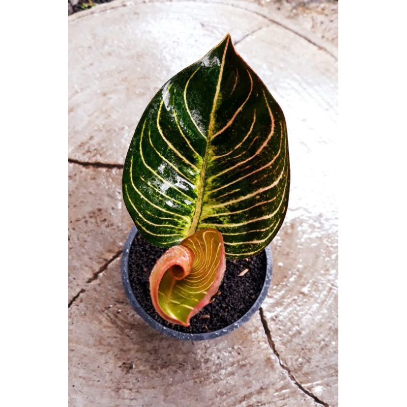 aglonema serat ajisaka emas daun 2-3