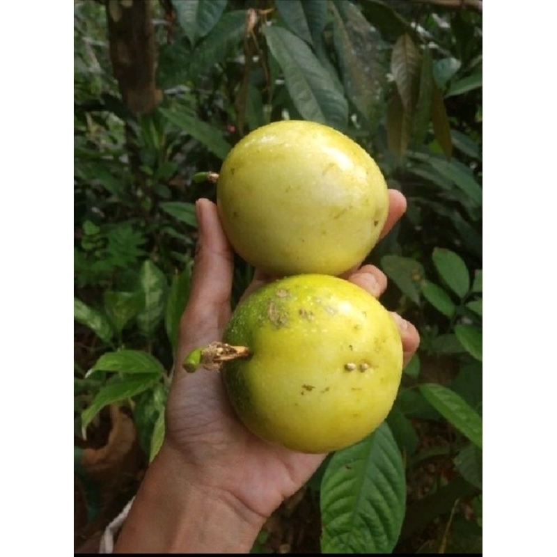 

Markisa Asam manis | Buah markisa kuning fresh 1 kg