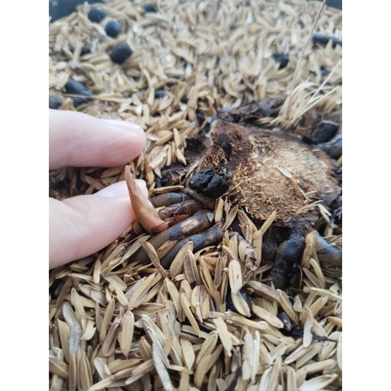 anthurium black dragon bonggolan sudah tunas ( original)