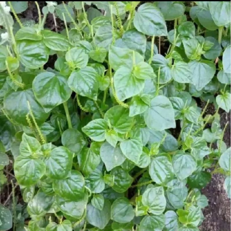 SIRIH CINA FRESH, DAUN SIRIH CINA, TANAMAN HERBAL, TANAMAN SIRIH CINA
