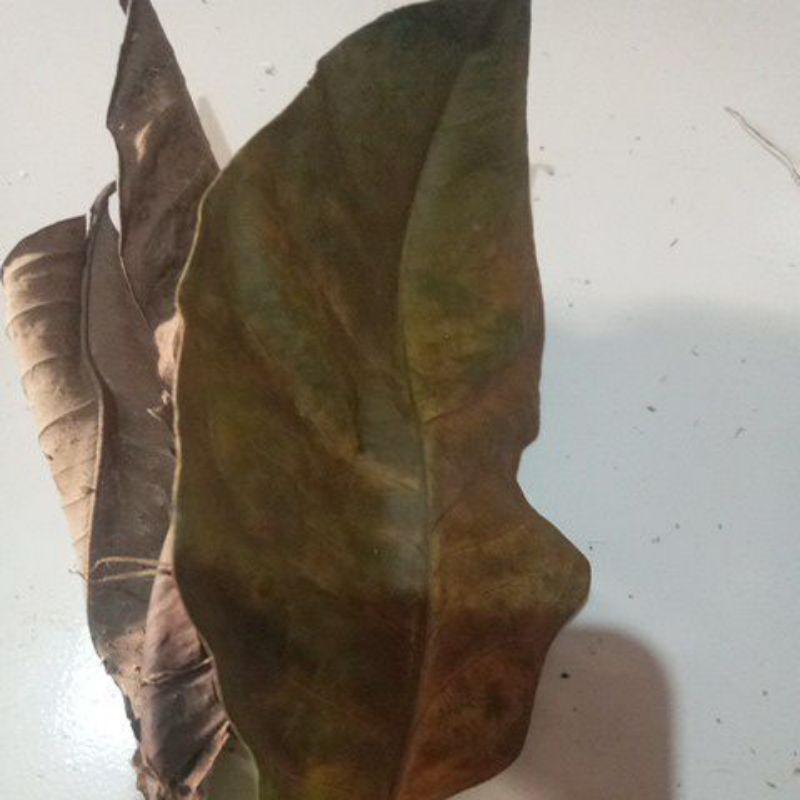 

daun salam kering