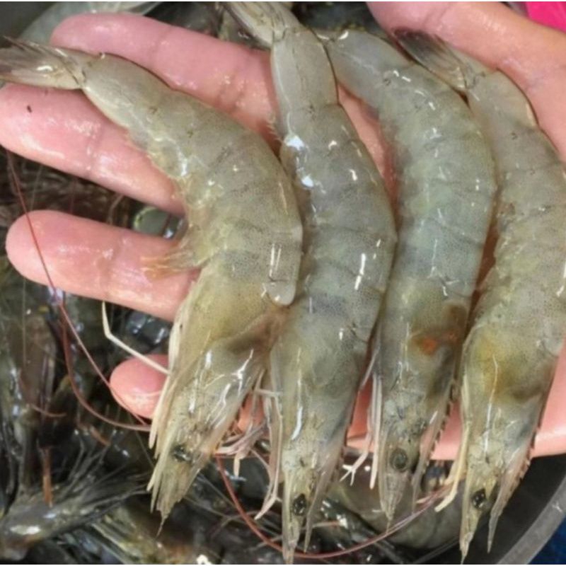 

Udang Vaname Besar Segar Size 30-35 1kg / Udang Vaname Besar / Udang Vaname Segar / Udang Vaname / Vaname / Udang / JABODETABEK