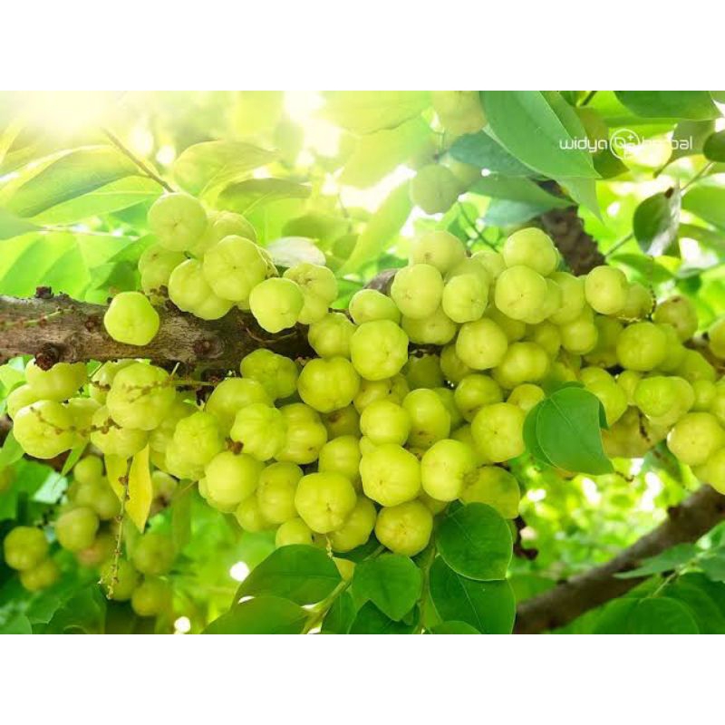 

murah daun ceremai segar (300g)