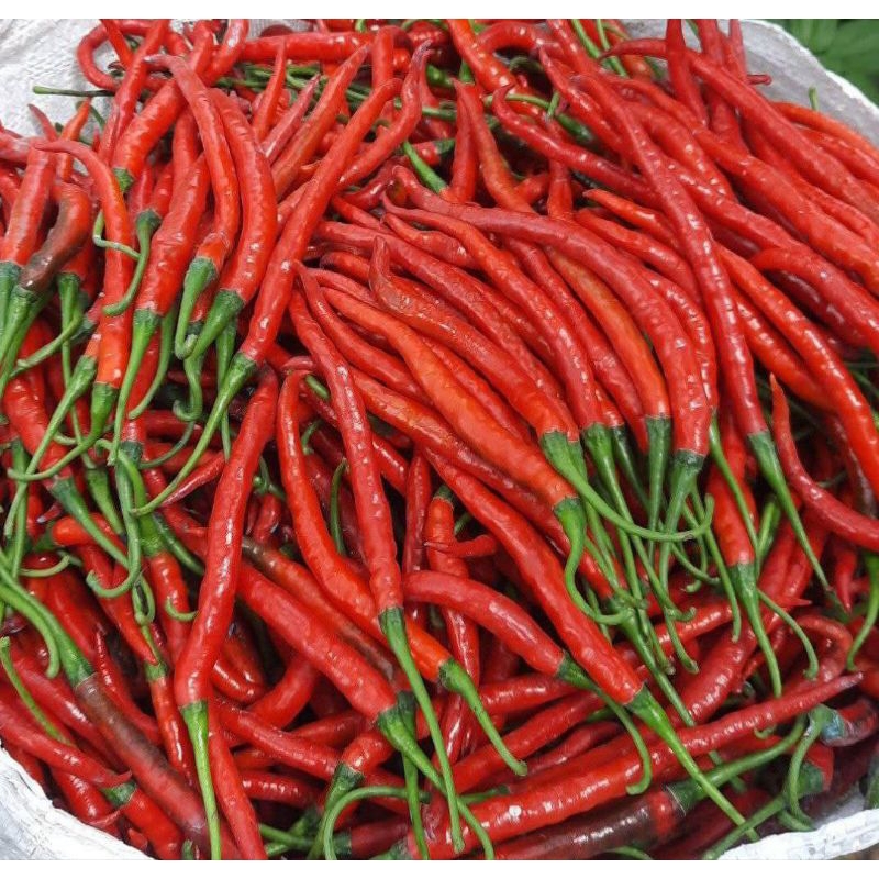 

Cabai / Cabe Keriting Merah 500 gr Fresh Pengiriman Cepat