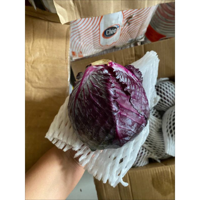 

KUBIS UNGU IMPOR PERKG