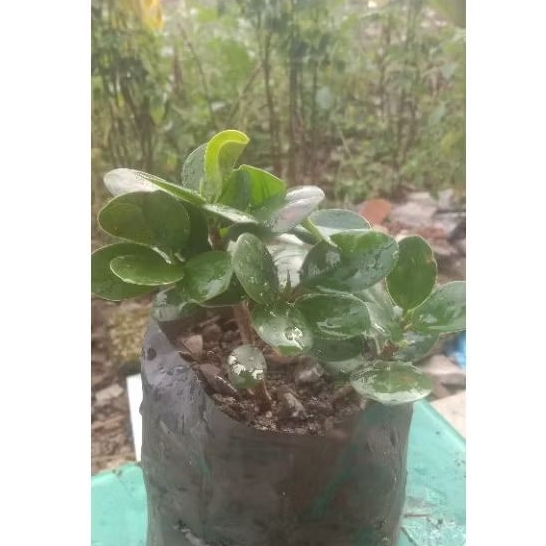 beringin dolar/korea