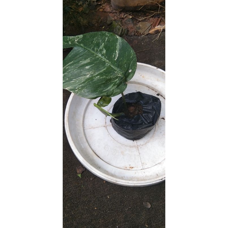 Monstera Deliciosa Variegata, Monstera king jumbo (bonggol / batang)