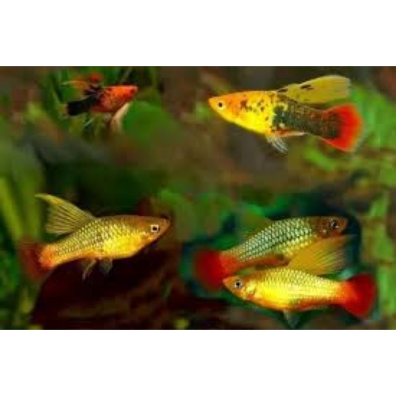 Dekorasi Akuarium Platy Cendrawasih