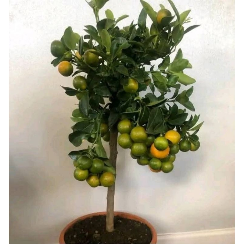 Bibit Jeruk Kasturi/lemon cui/jeruk es/Jeruk wedang Kondisi berbuah full
