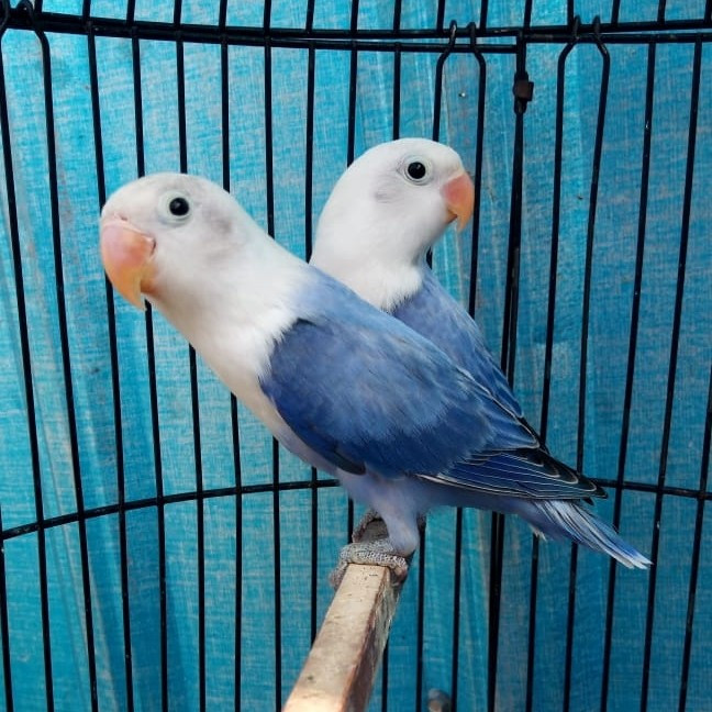 Burung Lovebird Biola Blue Sepasang