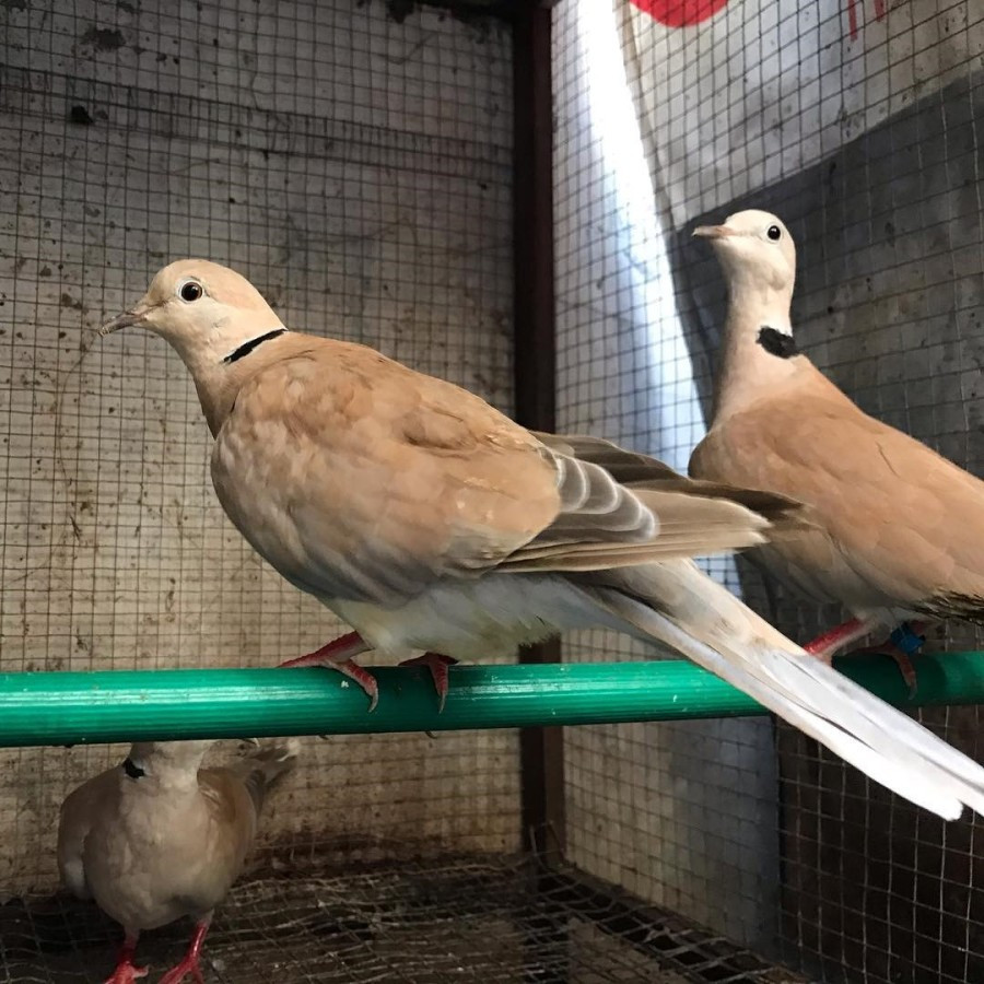 Burung Puter Pelung Dewasa Gacoran Pasangan Produk