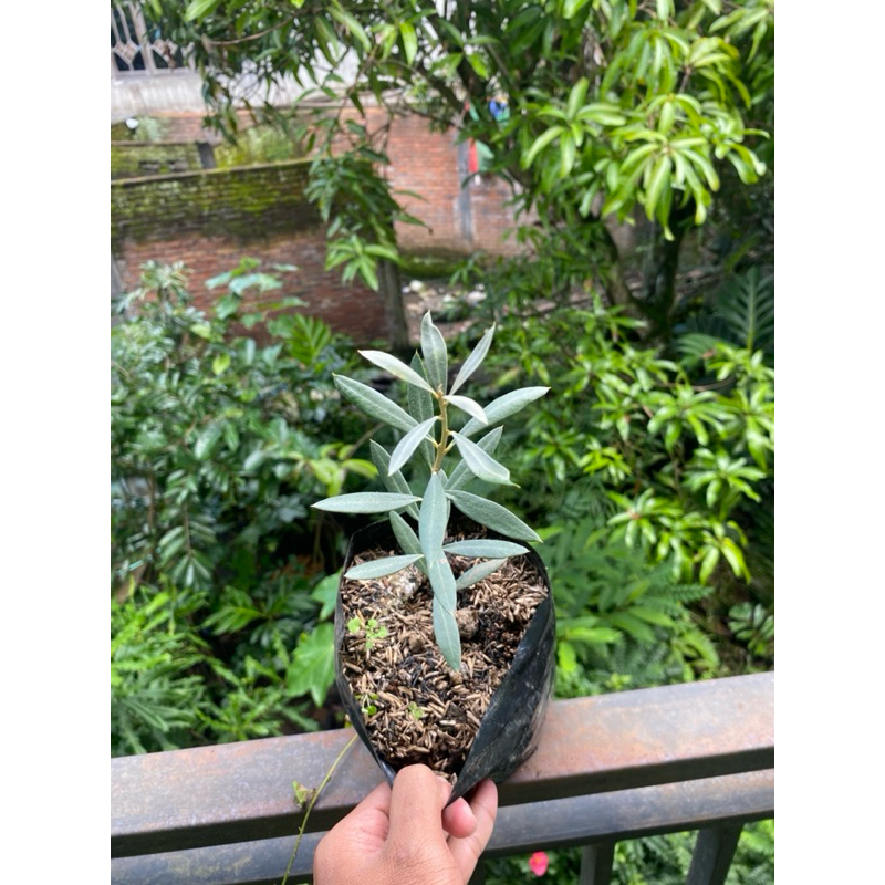 Zaitun, Bibit Tanaman Zaitun Berkualitas