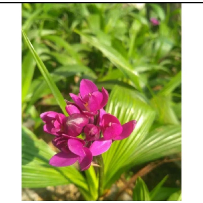 anggrek mini tanah 3 rumpun