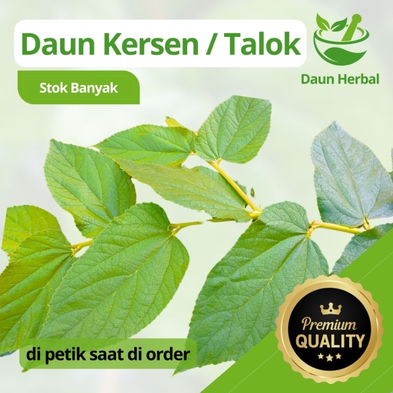 

DAUN KERSEN AJAIB BERKHASIAT KESEHATAN 100 LEMBAR