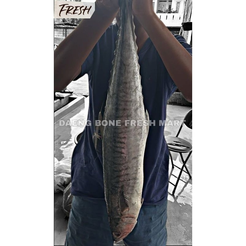 

Ikan Tenggiri Besar Segar / Fresh
