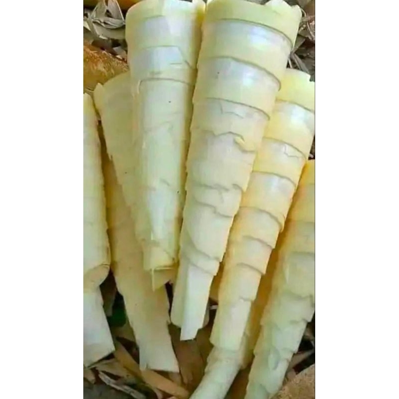 

rebung/ bong mentah fres baru petik 1kg