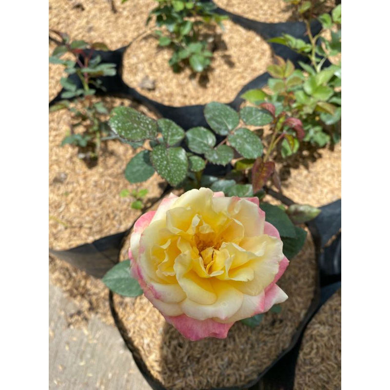 Mawar import Summer Of love-Size Remaja