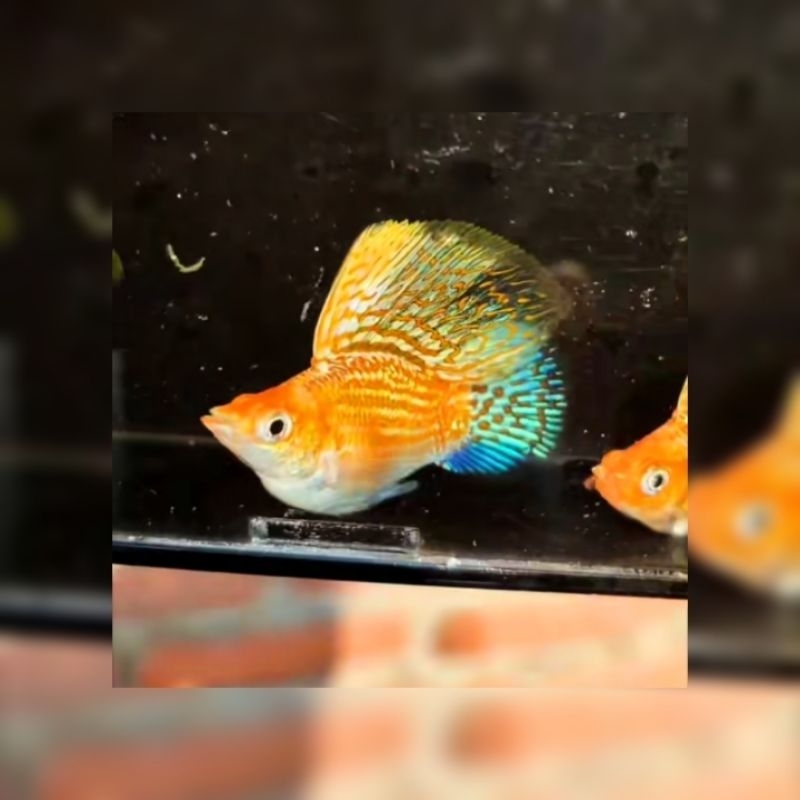 Ikan molly balon/sb thailand high sailifin sepasang