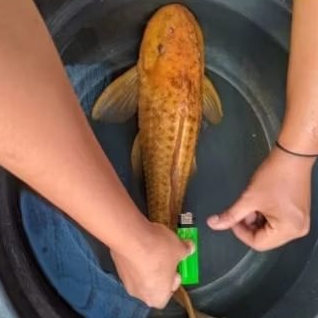 ikan sapu sapu albino jumbo 25 cm up