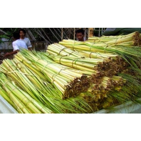 busung / janur / busung bali / janur kuning