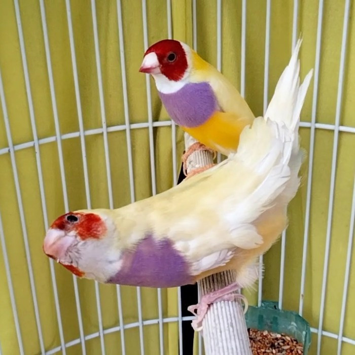 Burung Gould Amadine Punggung Kuning