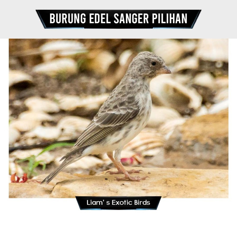 Burung Edel Sanger Finch Pilihan Jantan Kicau Merdu Untuk Masteran