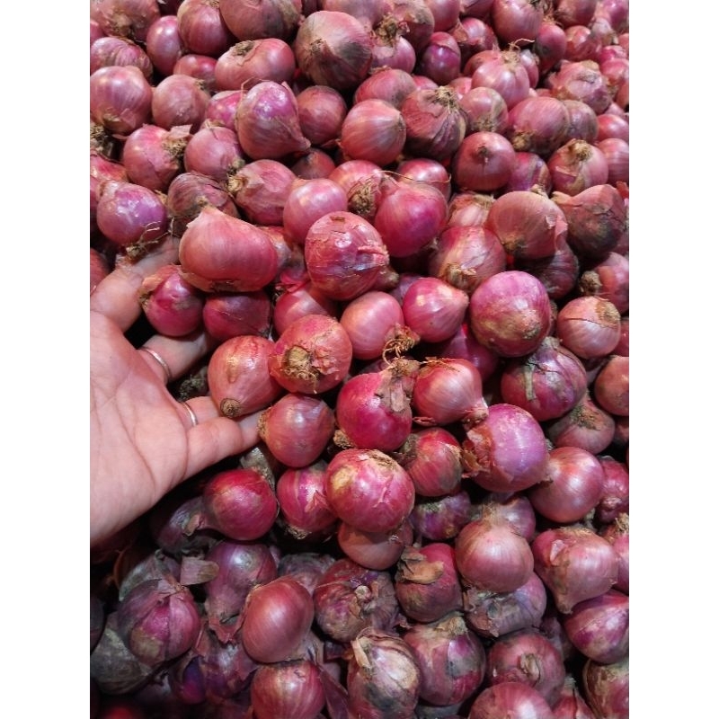 

Bawang Merah ukuran SEDANG kualitas super
