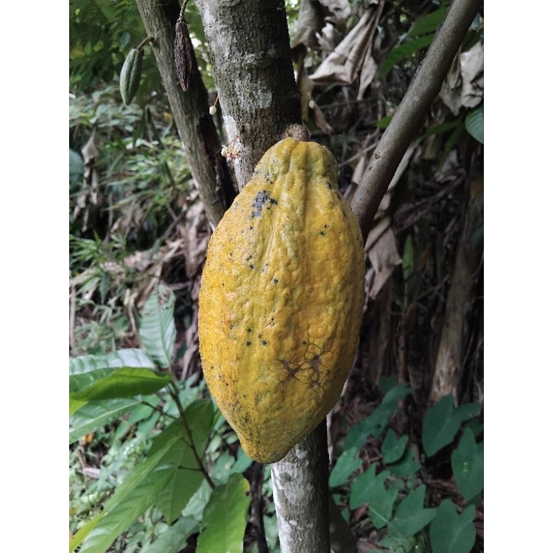 

redy buah kakao | buah coklat matang