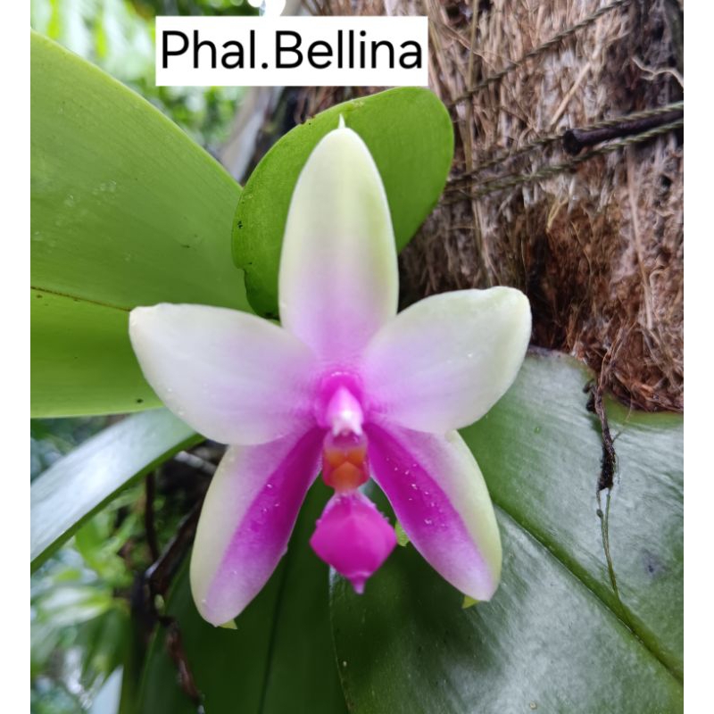 phalaenopsis bellina