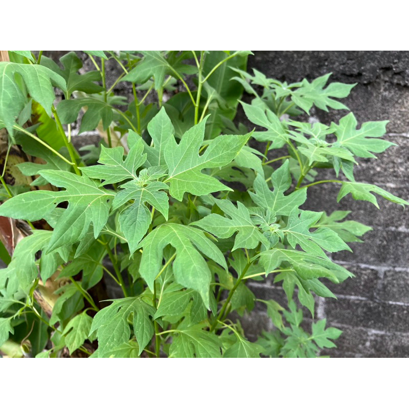 

Daun insulin segar