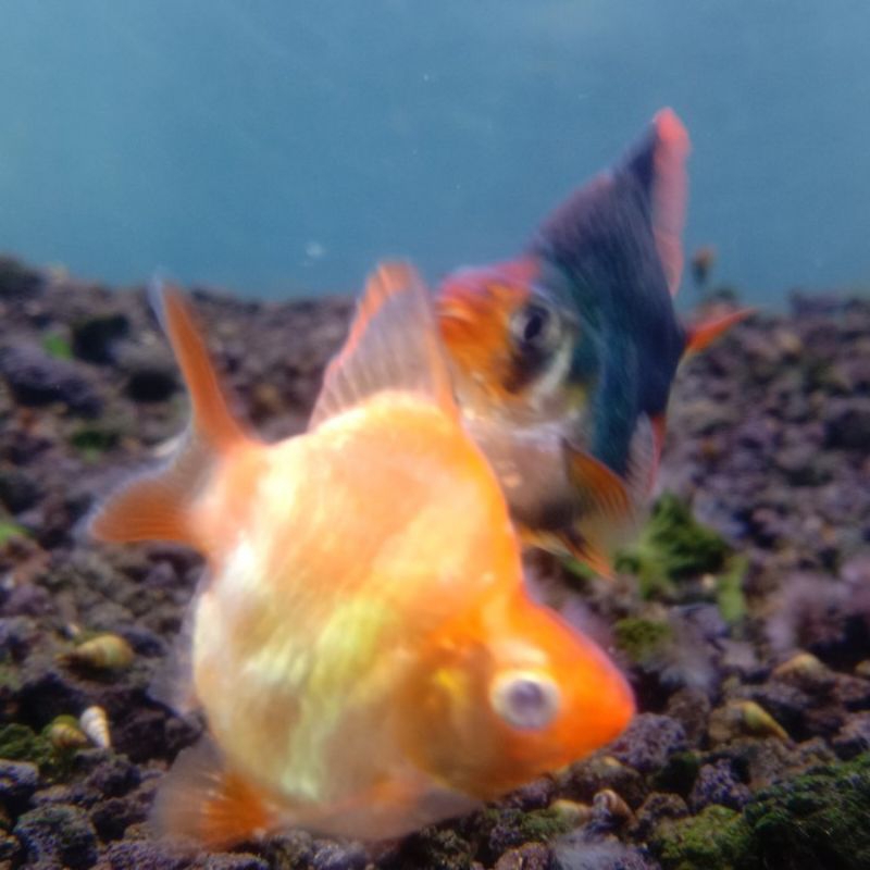 IKAN HIAS SUMATRA ALBINO BALON