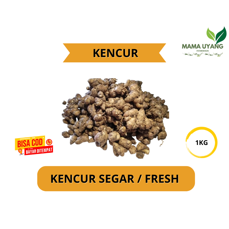 

KENCUR SEGAR / FRESH 1KG BUMBU MASAKAN DAPUR
