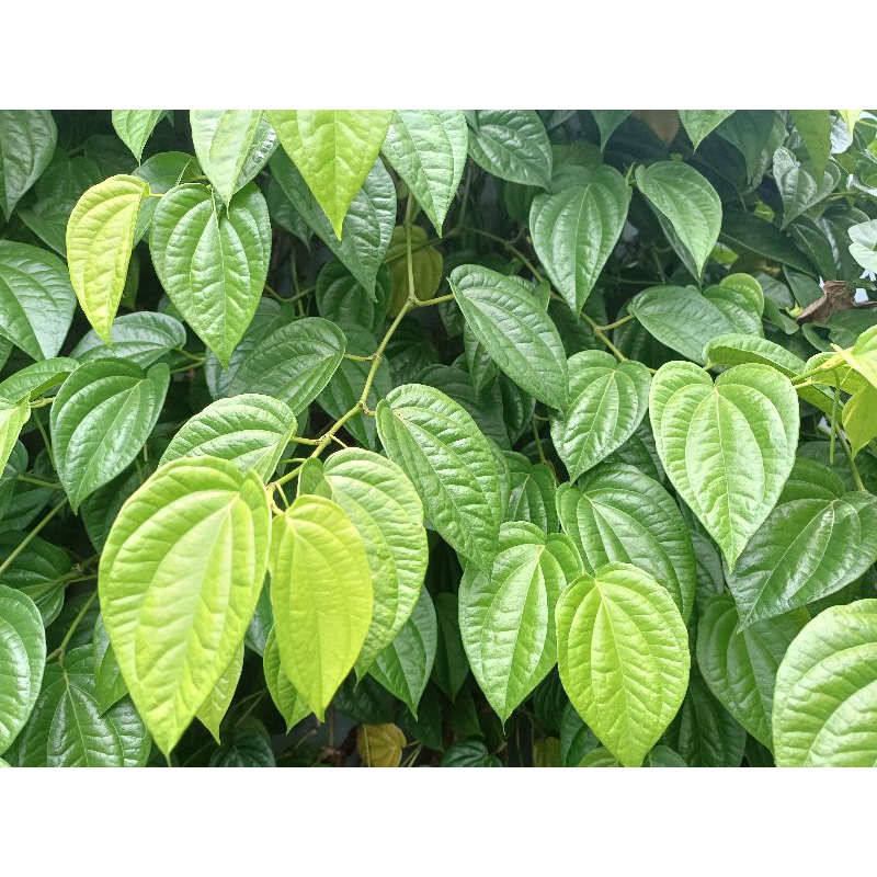 

daun sirih per lembar segar