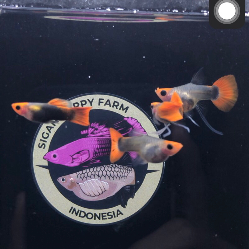 Guppy Hiasan Aquarium | Tuxedo koi Short Body Glass Belly Ribbon