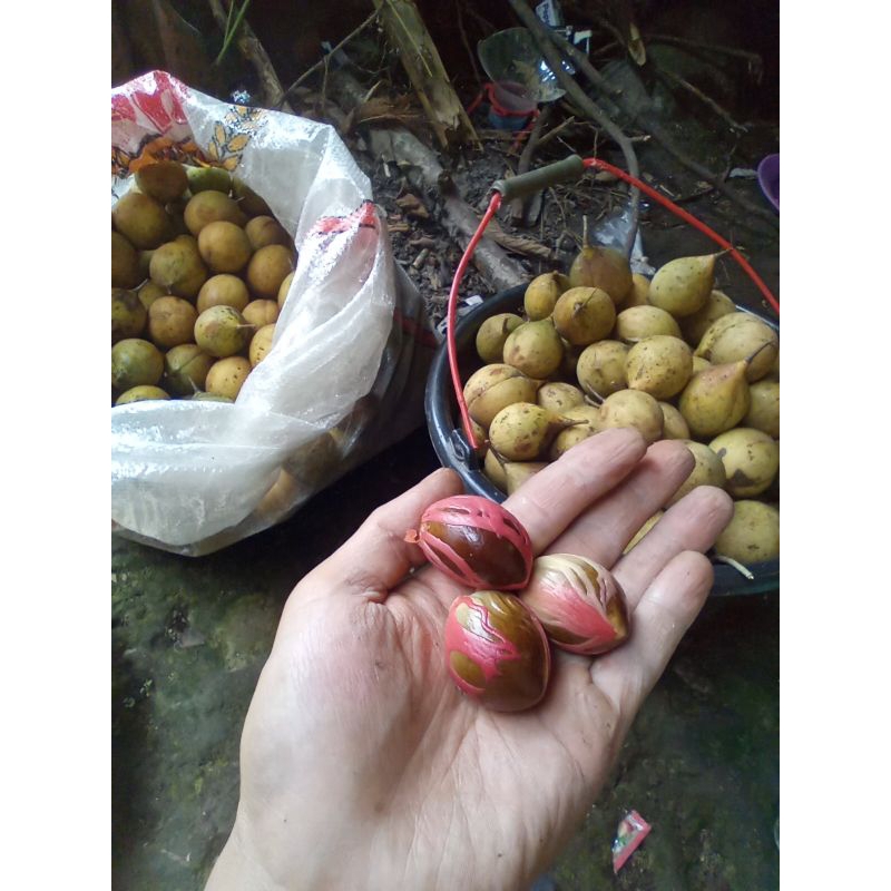 

1kg pala basah dan bunganya/sempra/fuli tanpa daging