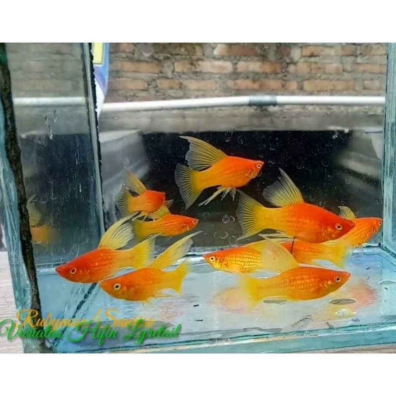 Hiasan Platy Variatus Sunrise