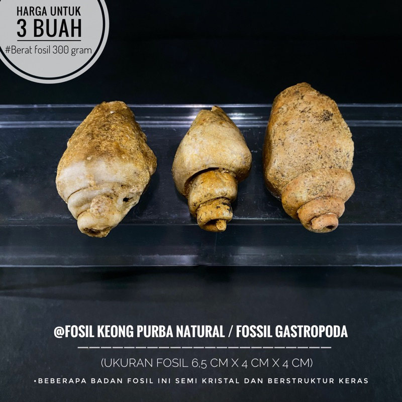 Fosil Keong Purba Natural B52 atau Fosil Gastropoda atau Fossil Snail atau Fosil Kol Buntet Alam ata