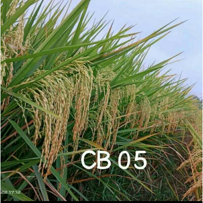 BENIH PADI UNGGUL CAKRABUANA KEMASAN 5KG